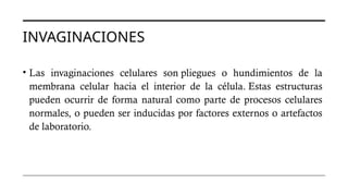 INVAGINACIONES
• Las invaginaciones celulares son pliegues o hundimientos de la
membrana celular hacia el interior de la célula. Estas estructuras
pueden ocurrir de forma natural como parte de procesos celulares
normales, o pueden ser inducidas por factores externos o artefactos
de laboratorio.
 
