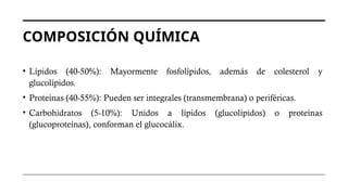 COMPOSICIÓN QUÍMICA
• Lípidos (40-50%): Mayormente fosfolípidos, además de colesterol y
glucolípidos.
• Proteínas (40-55%): Pueden ser integrales (transmembrana) o periféricas.
• Carbohidratos (5-10%): Unidos a lípidos (glucolípidos) o proteínas
(glucoproteínas), conforman el glucocálix.
 
