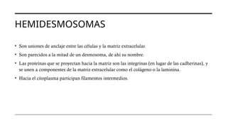 HEMIDESMOSOMAS
• Son uniones de anclaje entre las células y la matriz extracelular.
• Son parecidos a la mitad de un desmosoma, de ahí su nombre.
• Las proteínas que se proyectan hacia la matriz son las integrinas (en lugar de las cadherinas), y
se unen a componentes de la matriz extracelular como el colágeno o la laminina.
• Hacia el citoplasma participan filamentos intermedios.
 