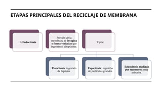 ETAPAS PRINCIPALES DEL RECICLAJE DE MEMBRANA
1. Endocitosis
Porción de la
membrana se invagina
y forma vesículas que
ingresan al citoplasma.
Tipos:
Pinocitosis: ingestión
de líquidos.
Fagocitosis: ingestión
de partículas grandes.
Endocitosis mediada
por receptores: muy
selectiva.
 