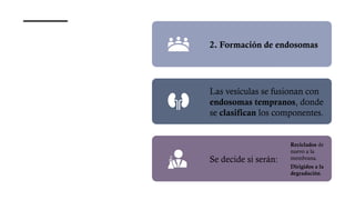 2. Formación de endosomas
Las vesículas se fusionan con
endosomas tempranos, donde
se clasifican los componentes.
Se decide si serán:
Reciclados de
nuevo a la
membrana.
Dirigidos a la
degradación.
 
