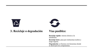 3. Reciclaje o degradación Vías posibles:
Reciclaje rápido: retorno directo a la
membrana.
Reciclaje lento: pasa por endosomas tardíos y
luego regresa.
Degradación: se fusiona con lisosomas donde
se destruyen los componentes.
 