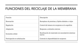 FUNCIONES DEL RECICLAJE DE LA MEMBRANA
Función Descripción
Renovación Reemplazo de proteínas y lípidos dañados o viejos
Regulación Control del número de receptores en la superficie
Adaptación Respuesta a estímulos externos
Economía celular
Reutilización de materiales sin necesidad de sintetizar
nuevos
Participación en señalización Controla la disponibilidad de receptores
 