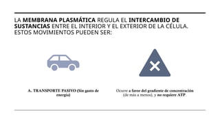 LA MEMBRANA PLASMÁTICA REGULA EL INTERCAMBIO DE
SUSTANCIAS ENTRE EL INTERIOR Y EL EXTERIOR DE LA CÉLULA.
ESTOS MOVIMIENTOS PUEDEN SER:
A. TRANSPORTE PASIVO (Sin gasto de
energía)
Ocurre a favor del gradiente de concentración
(de más a menos), y no requiere ATP.
 