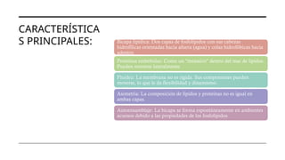 CARACTERÍSTICA
S PRINCIPALES: Bicapa lipídica: Dos capas de fosfolípidos con sus cabezas
hidrofílicas orientadas hacia afuera (agua) y colas hidrofóbicas hacia
adentro.
Proteínas embebidas: Como un "mosaico" dentro del mar de lípidos.
Pueden moverse lateralmente.
Fluidez: La membrana no es rígida. Sus componentes pueden
moverse, lo que le da flexibilidad y dinamismo.
Asimetría: La composición de lípidos y proteínas no es igual en
ambas capas.
Autoensamblaje: La bicapa se forma espontáneamente en ambientes
acuosos debido a las propiedades de los fosfolípidos.
 