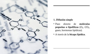 1. Difusión simple
• Paso directo de moléculas
pequeñas o lipofílicas (O , CO ,
₂ ₂
gases, hormonas lipídicas).
• A través de la bicapa lipídica.
 