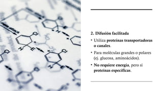 2. Difusión facilitada
• Utiliza proteínas transportadoras
o canales.
• Para moléculas grandes o polares
(ej. glucosa, aminoácidos).
• No requiere energía, pero sí
proteínas específicas.
 