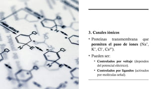 3. Canales iónicos
• Proteínas transmembrana que
permiten el paso de iones (Na ,
⁺
K , Cl , Ca² ).
⁺ ⁻ ⁺
• Pueden ser:
• Controlados por voltaje (dependen
del potencial eléctrico).
• Controlados por ligandos (activados
por moléculas señal).
 