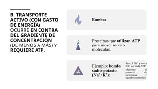 B. TRANSPORTE
ACTIVO (CON GASTO
DE ENERGÍA)
OCURRE EN CONTRA
DEL GRADIENTE DE
CONCENTRACIÓN
(DE MENOS A MÁS) Y
REQUIERE ATP.
Bombas
Proteínas que utilizan ATP
para mover iones o
moléculas.
Ejemplo: bomba
sodio-potasio
(Na /K )
⁺ ⁺ :
Saca 3 Na y entra
⁺
2 K por cada ATP.
⁺
Mantiene el
potencial de
membrana y
equilibrio osmótico.
 