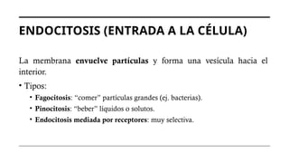 ENDOCITOSIS (ENTRADA A LA CÉLULA)
La membrana envuelve partículas y forma una vesícula hacia el
interior.
• Tipos:
• Fagocitosis: “comer” partículas grandes (ej. bacterias).
• Pinocitosis: “beber” líquidos o solutos.
• Endocitosis mediada por receptores: muy selectiva.
 