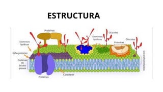 ESTRUCTURA
 