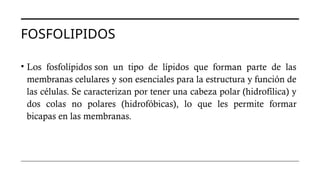 • Los fosfolípidos son un tipo de lípidos que forman parte de las
membranas celulares y son esenciales para la estructura y función de
las células. Se caracterizan por tener una cabeza polar (hidrofílica) y
dos colas no polares (hidrofóbicas), lo que les permite formar
bicapas en las membranas.
FOSFOLIPIDOS
 