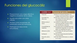 Funciones del glucocáliz
 Proporcionan una carga eléctrica
negativa al exterior de la célula.
 Ayuda a la unión con otras
células.
 Actúan como receptores de
sustancias como las hormonas.
 Participan en reacciones
inmunitarias.
 