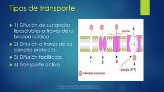 Tipos de transporte
 1) Difusión de sustancias
liposolubles a través de la
bicapa lipídica.
 2) Difusión a través de los
canales proteicos.
 3) Difusión facilitada.
 4) Transporte activo
 