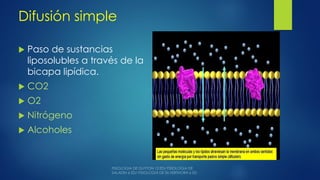 Difusión simple
 Paso de sustancias
liposolubles a través de la
bicapa lipídica.
 CO2
 O2
 Nitrógeno
 Alcoholes
 