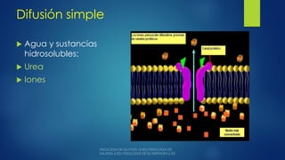 Difusión simple
 Agua y sustancias
hidrosolubles:
 Urea
 Iones
 
