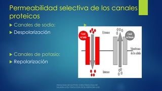 Permeabilidad selectiva de los canales
proteicos
 Canales de sodio:
 Despolarización
 Canales de potasio:
 Repolarización

 