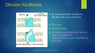 Difusión facilitada
 Un transportador facilita la
difusión de una sustancia.
 Glucosa
 Aminoácidos
 La insulina es el ligando que se
une a la proteína
transportadora, para facilitar el
proceso.
 