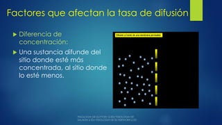 Factores que afectan la tasa de difusión
 Diferencia de
concentración:
 Una sustancia difunde del
sitio donde esté más
concentrada, al sitio donde
lo esté menos.
 