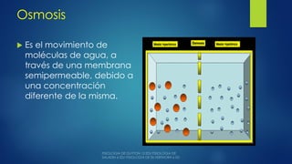 Osmosis
 Es el movimiento de
moléculas de agua, a
través de una membrana
semipermeable, debido a
una concentración
diferente de la misma.
 