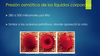 Presión osmótica de los líquidos corporales
 280 a 300 miliosmoles por litro
 Similar a los océanos primitivos, donde apareció la vida
 