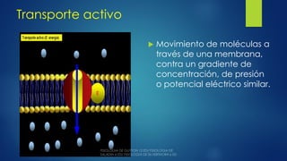 Transporte activo
 Movimiento de moléculas a
través de una membrana,
contra un gradiente de
concentración, de presión
o potencial eléctrico similar.
 