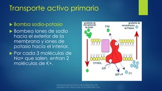 Transporte activo primario
 Bomba sodio-potasio
 Bombea iones de sodio
hacia el exterior de la
membrana y iones de
potasio hacia el interior.
 Por cada 3 moléculas de
Na+ que salen, entran 2
moléculas de K+.
 