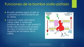 Funciones de la bomba sodio-potasio
 El sodio arrastra agua al salir, lo
cual evita un hinchamiento de
la célula.
 Como en cada ciclo de la
célula salen 3 moléculas
positivas de sodio y solo entran 2
moléculas positivas de potasio,
se crea un potencial eléctrico
negativo en el interior de la
célula.
 