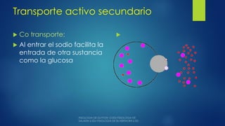 Transporte activo secundario
 Co transporte:
 Al entrar el sodio facilita la
entrada de otra sustancia
como la glucosa

 