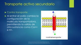 Transporte activo secundario
 Contra transporte:
 Al entrar el sodio cambia la
configuración de la
molécula transportadora,
permitiendo la salida de
otra sustancia como Ca++
e H+.
 