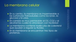 La membrana celular
 En su centro, la membrana es impermeable a
las sustancias hidrosolubles como los iones ,la
glucosa y la urea.
 En cambio es muy permeable al O2, CO2 y al
alcohol los cuales la atraviesan con facilidad
 La membrana contiene moléculas de colesterol
que ayudan a regular su fluidez.
 En la membrana se encuentran tres tipos de
proteínas.
 