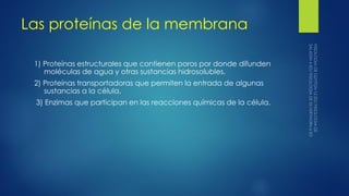 Las proteínas de la membrana
1) Proteínas estructurales que contienen poros por donde difunden
moléculas de agua y otras sustancias hidrosolubles.
2) Proteínas transportadoras que permiten la entrada de algunas
sustancias a la célula.
3) Enzimas que participan en las reacciones químicas de la célula.
 