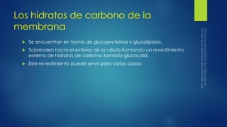 Los hidratos de carbono de la
membrana
 Se encuentran en forma de glucoproteinas y glucolípidos.
 Sobresalen hacia el exterior de la célula formando un revestimiento
externo de hidratos de carbono llamado glucocáliz.
 Este revestimiento puede servir para varias cosas:
 