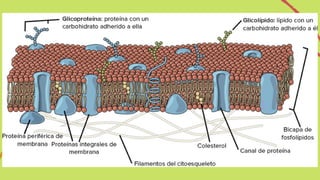 P R O T E Í N A S
Las proteínas integrales de
membrana están, como su
nombre indica, integradas a
la membrana: tienen al
m...