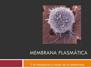 MEMBRANA PLASMÁTICA Y el transporte a través de la membrana. 