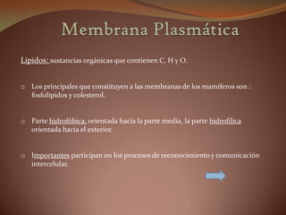 Lípidos: sustancias orgánicas que contienen C, H y O.


o Los principales que constituyen a las membranas de los mamíferos son :
  fosfolípidos y colesterol.


o Parte hidrofóbica, orientada hacia la parte media, la parte hidrofílica
  orientada hacia el exterior.


o Importantes participan en los procesos de reconocimiento y comunicación
  intercelular.
 