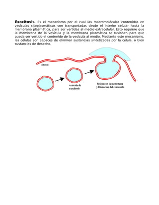 Exocitosis. Es el mecanismo por el cual las macromoléculas contenidas en
vesículas citoplasmáticas son transportadas desde el interior celular hasta la
membrana plasmática, para ser vertidas al medio extracelular. Esto requiere que
la membrana de la vesícula y la membrana plasmática se fusionen para que
pueda ser vertido el contenido de la vesícula al medio. Mediante este mecanismo,
las células son capaces de eliminar sustancias sintetizadas por la célula, o bien
sustancias de desecho.
 