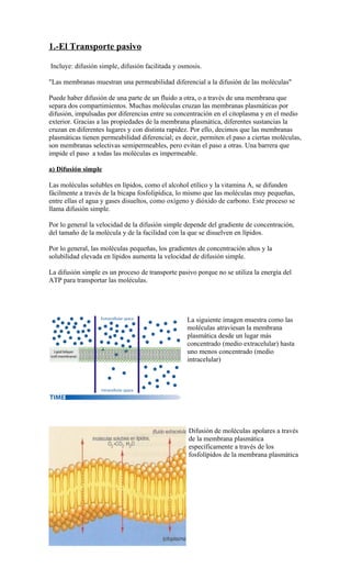 1.-El Transporte pasivo

Incluye: difusión simple, difusión facilitada y osmosis.

"Las membranas muestran una permeabilidad diferencial a la difusión de las moléculas"

Puede haber difusión de una parte de un fluido a otra, o a través de una membrana que
separa dos compartimientos. Muchas moléculas cruzan las membranas plasmáticas por
difusión, impulsadas por diferencias entre su concentración en el citoplasma y en el medio
exterior. Gracias a las propiedades de la membrana plasmática, diferentes sustancias la
cruzan en diferentes lugares y con distinta rapidez. Por ello, decimos que las membranas
plasmáticas tienen permeabilidad diferencial; es decir, permiten el paso a ciertas moléculas,
son membranas selectivas semipermeables, pero evitan el paso a otras. Una barrera que
impide el paso a todas las moléculas es impermeable.

a) Difusión simple

Las moléculas solubles en lípidos, como el alcohol etílico y la vitamina A, se difunden
fácilmente a través de la bicapa fosfolipídica, lo mismo que las moléculas muy pequeñas,
entre ellas el agua y gases disueltos, como oxígeno y dióxido de carbono. Este proceso se
llama difusión simple.

Por lo general la velocidad de la difusión simple depende del gradiente de concentración,
del tamaño de la molécula y de la facilidad con la que se disuelven en lípidos.

Por lo general, las moléculas pequeñas, los gradientes de concentración altos y la
solubilidad elevada en lípidos aumenta la velocidad de difusión simple.

La difusión simple es un proceso de transporte pasivo porque no se utiliza la energía del
ATP para transportar las moléculas.




                                                  La siguiente imagen muestra como las
                                                  moléculas atraviesan la membrana
                                                  plasmática desde un lugar más
                                                  concentrado (medio extracelular) hasta
                                                  uno menos concentrado (medio
                                                  intracelular)




                                                   Difusión de moléculas apolares a través
                                                   de la membrana plasmática
                                                   específicamente a través de los
                                                   fosfolípidos de la membrana plasmática
 