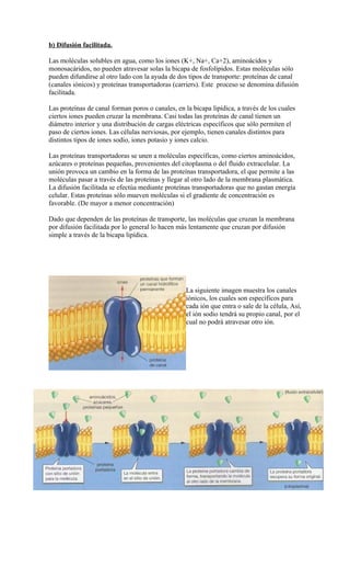 b) Difusión facilitada.

Las moléculas solubles en agua, como los iones (K+, Na+, Ca+2), aminoácidos y
monosacáridos, no pueden atravesar solas la bicapa de fosfolípidos. Estas moléculas sólo
pueden difundirse al otro lado con la ayuda de dos tipos de transporte: proteínas de canal
(canales iónicos) y proteínas transportadoras (carriers). Este proceso se denomina difusión
facilitada.

Las proteínas de canal forman poros o canales, en la bicapa lipídica, a través de los cuales
ciertos iones pueden cruzar la membrana. Casi todas las proteínas de canal tienen un
diámetro interior y una distribución de cargas eléctricas específicos que sólo permiten el
paso de ciertos iones. Las células nerviosas, por ejemplo, tienen canales distintos para
distintos tipos de iones sodio, iones potasio y iones calcio.

Las proteínas transportadoras se unen a moléculas específicas, como ciertos aminoácidos,
azúcares o proteínas pequeñas, provenientes del citoplasma o del fluido extracelular. La
unión provoca un cambio en la forma de las proteínas transportadora, el que permite a las
moléculas pasar a través de las proteínas y llegar al otro lado de la membrana plasmática.
La difusión facilitada se efectúa mediante proteínas transportadoras que no gastan energía
celular. Estas proteínas sólo mueven moléculas si el gradiente de concentración es
favorable. (De mayor a menor concentración)

Dado que dependen de las proteínas de transporte, las moléculas que cruzan la membrana
por difusión facilitada por lo general lo hacen más lentamente que cruzan por difusión
simple a través de la bicapa lipídica.




                                                   La siguiente imagen muestra los canales
                                                   iónicos, los cuales son específicos para
                                                   cada ión que entra o sale de la célula, Así,
                                                   el ión sodio tendrá su propio canal, por el
                                                   cual no podrá atravesar otro ión.
 