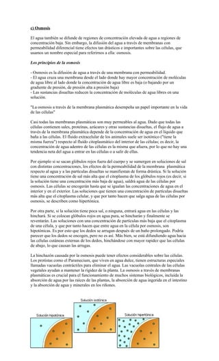 c) Osmosis

El agua también se difunde de regiones de concentración elevada de agua a regiones de
concentración baja. Sin embargo, la difusión del agua a través de membranas con
permeabilidad diferencial tiene efectos tan drásticos e importantes sobre las células, que
usamos un nombre especial para referirnos a ella: osmosis.

Los principios de la osmosis

- Osmosis es la difusión de agua a través de una membrana con permeabilidad.
- El agua cruza una membrana desde el lado donde hay mayor concentración de moléculas
de agua libre al lado donde la concentración de agua libre es baja (o bajando por un
gradiente de presión, de presión alta a presión baja)
- Las sustancias disueltas reducen la concentración de moléculas de agua libres en una
solución.

"La osmosis a través de la membrana plasmática desempeña un papel importante en la vida
de las células"

Casi todas las membranas plasmáticas son muy permeables al agua. Dado que todas las
células contienen sales, proteínas, azúcares y otras sustancias disueltas, el flujo de agua a
través de la membrana plasmática depende de la concentración de agua en el líquido que
baña a las células. El fluido extracelular de los animales suele ser isotónico ("tiene la
misma fuerza") respecto al fluido citoplasmático del interior de las células; es decir, la
concentración de agua adentro de las células es la misma que afuera, por lo que no hay una
tendencia neta del agua a entrar en las células o a salir de ellas.

Por ejemplo si se sacan glóbulos rojos fuera del cuerpo y se sumergen en soluciones de sal
con distintas concentraciones, los efectos de la permeabilidad de la membrana plasmática
respecto al agua y a las partículas disueltas se manifiestan de forma drástica. Si la solución
tiene una concentración de sal más alta que el citoplasma de los glóbulos rojos (es decir, si
la solución tiene una concentración más baja de agua), saldrá agua de las células por
osmosis. Las células se encogerán hasta que se igualan las concentraciones de agua en el
interior y en el exterior. Las soluciones que tienen una concentración de partículas disueltas
más alta que el citoplasma celular, y que por tanto hacen que salga agua de las células por
osmosis, se describen como hipertónica.

Por otra parte, si la solución tiene poca sal, o ninguna, entrará agua en las células y las
hinchará. Si se colocan glóbulos rojos en agua pura, se hincharán y finalmente se
reventarán. Las soluciones con una concentración de partículas más baja que el citoplasma
de una célula, y que por tanto hacen que entre agua en la célula por osmosis, son
hipotónicas. Es por esto que los dedos se arrugan después de un baño prolongado. Podría
parecer que los dedos se encogen, pero no es así. Más bien, se está difundiendo agua hacia
las células cutáneas externas de los dedos, hinchándose con mayor rapidez que las células
de abajo, lo que causan las arrugas.

La hinchazón causada por la osmosis puede tener efectos considerables sobre las células.
Los protistas como el Paramecium, que viven en agua dulce, tienen estructuras especiales
llamadas vacuolas contráctiles para eliminar el agua. Las vacuolas centrales de las células
vegetales ayudan a mantener la rigidez de la planta. La osmosis a través de membranas
plasmáticas es crucial para el funcionamiento de muchos sistemas biológicos, incluida la
absorción de agua por las raíces de las plantas, la absorción de agua ingerida en el intestino
y la absorción de agua y minerales en los riñones.
 