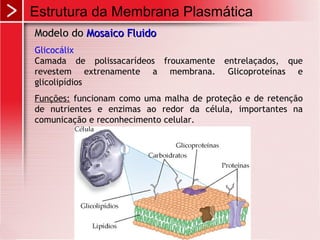 Estrutura da Membrana Plasmática
Modelo doModelo do Mosaico FluidoMosaico Fluido
Glicocálix
Camada de polissacarídeos frouxamente entrelaçados, que
revestem extrenamente a membrana. Glicoproteínas e
glicolipídios
Funções: funcionam como uma malha de proteção e de retenção
de nutrientes e enzimas ao redor da célula, importantes na
comunicação e reconhecimento celular.
 