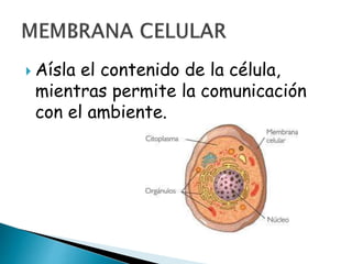  Aísla el contenido de la célula,
mientras permite la comunicación
con el ambiente.
 