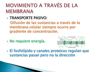    TRANSPORTE PASIVO:
    Difusión de las sustancias a través de la
    membrana celular siempre ocurre por
    gradiente de concentración.

   No requiere energía.

   El fosfolípido y canales proteicos regulan que
    sustancias pasan pero no la dirección
 
