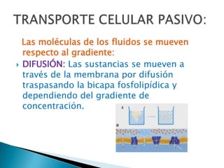 Las moléculas de los fluidos se mueven
  respecto al gradiente:
 DIFUSIÓN: Las sustancias se mueven a
  través de la membrana por difusión
  traspasando la bicapa fosfolipídica y
  dependiendo del gradiente de
  concentración.
 