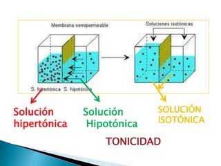 Solución      Solución      SOLUCIÓN
hipertónica    Hipotónica   ISOTÓNICA

                  TONICIDAD
 
