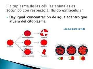    Hay igual concentración de agua adentro que
    afuera del citoplasma.

                                  Crucial para la vida
 