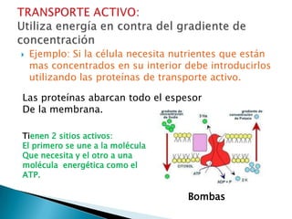    Ejemplo: Si la célula necesita nutrientes que están
    mas concentrados en su interior debe introducirlos
    utilizando las proteínas de transporte activo.

Las proteínas abarcan todo el espesor
De la membrana.

Tienen 2 sitios activos:
El primero se une a la molécula
Que necesita y el otro a una
molécula energética como el
ATP.

                                     Bombas
 