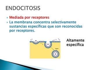    Mediada por receptores
   La membrana concentra selectivamente
    sustancias específicas que son reconocidas
    por receptores.

                                    Altamente
                                    específica
 