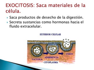    Saca productos de desecho de la digestión.
   Secreta sustancias como hormonas hacia el
    fluido extracelular.
 