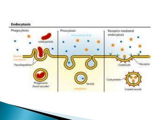 Membrana celular estructura y función